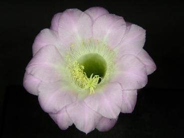 Flower of mother plant