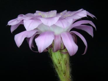Flower of mother plant
