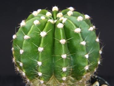 Sales plant (sample)