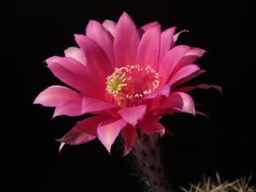 Blüte der Mutterpflanze