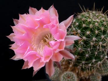 Flower of mother plant