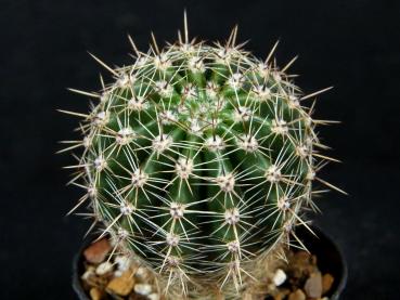 Sales plant (sample)