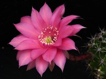 Flower of mother plant