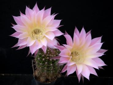 Flower of mother plant