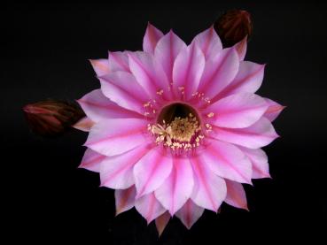 Flower of mother plant
