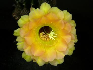 Flower of mother plant