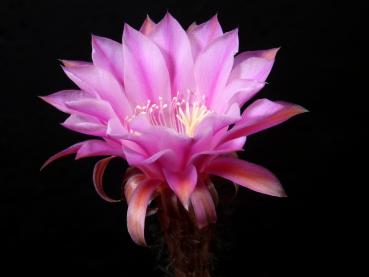 Preview: Flower of mother plant