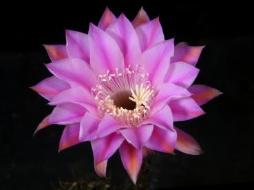 Flower of mother plant