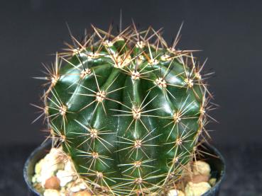 Sales plant (sample)