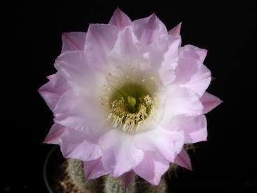 Flower of mother plant