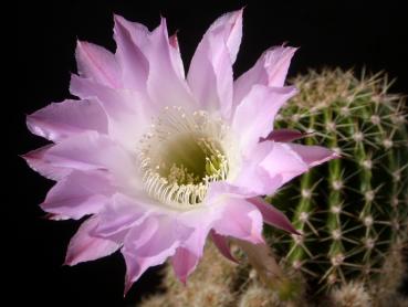 Flower of mother plant
