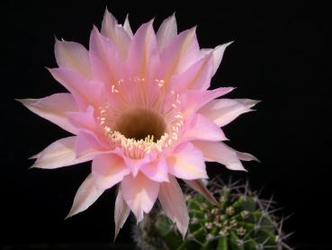 Flower of mother plant