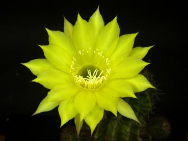 Flowers of mother plant