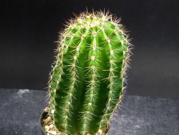 Sales plant (sample)