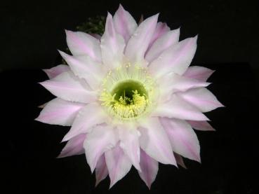 Blüte der Mutterpflanze