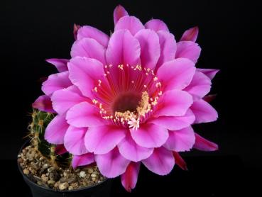 Blüte der Mutterpflanze
