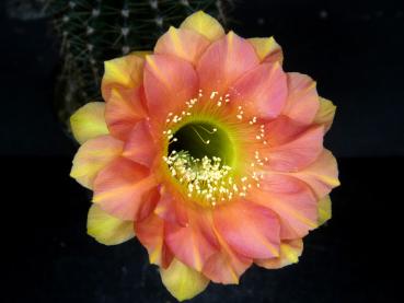 Blüte der Mutterpflanze