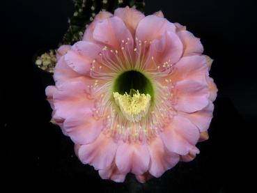 Flower of mother plant