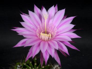 Preview: Flower of sales plant
