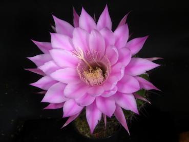 Flower of sales plant