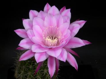 Flower of mother plant
