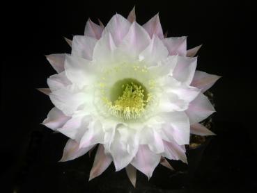 Blüte der Mutterpflanze