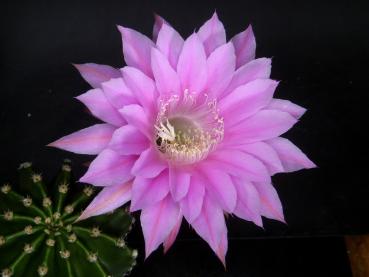 Blüte der Verkaufspflanze