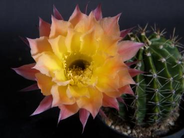 Blüte der Verkaufspflanze