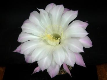 Flower of mother plant