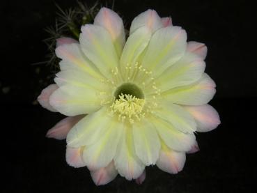Blüte der Verkaufspflanze