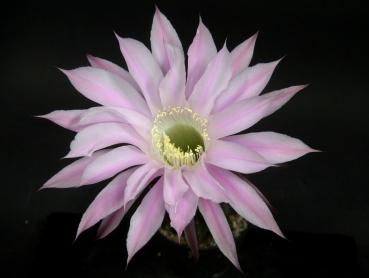Blüte der Verkaufspflanze