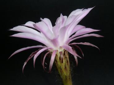 Preview: Blüte der Verkaufspflanze
