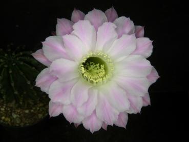 Flower of mother plant