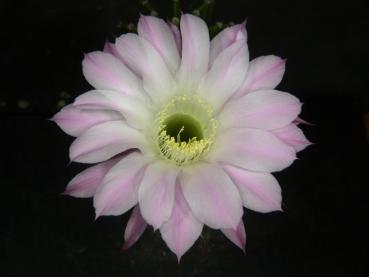 Flower of mother plant