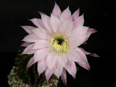 Flower of mother plant