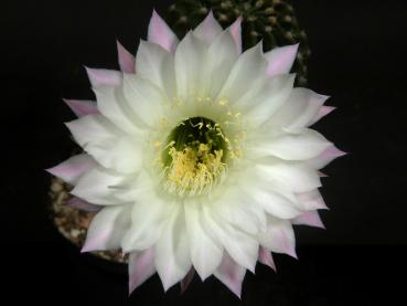 Flower of sales plant