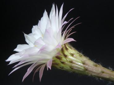 Preview: Flower of sales plant