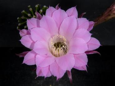 Flower of sales plant