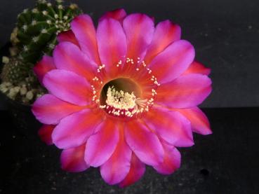 Flower of sales plant