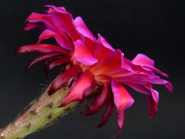 Preview: Flower of sales plant