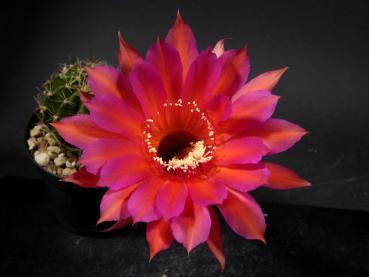 Blüte der Verkaufspflanze