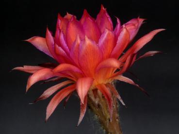 Preview: Blüte der Verkaufspflanze