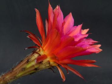 Preview: Flower od sales plant