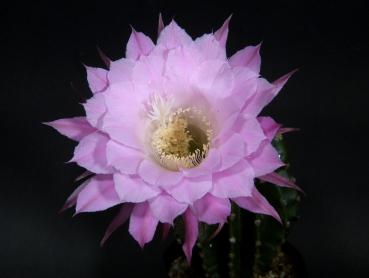 Blüte der Verkaufspflanze