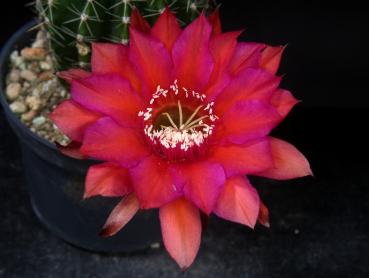 Flower of sales plant