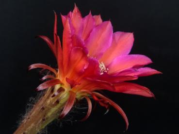 Preview: Flower od sales plant