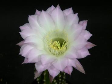 Blüte der Verkaufspflanze