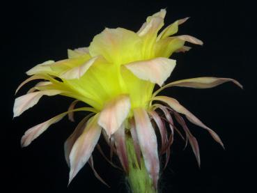 Preview: Blüte der Verkaufspflanze