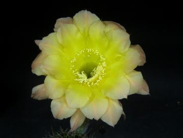 Blüte der Verkaufspflanze