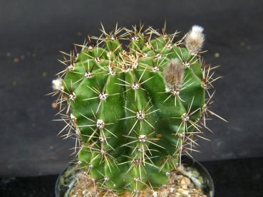 Preview: Sales plant (sample)